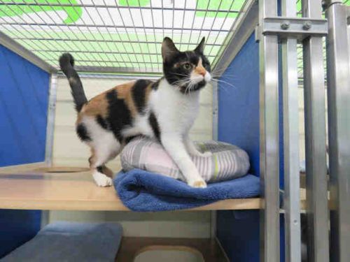 Cute Pets Norfolk On Twitter Hi I M Persia A Female Domestic