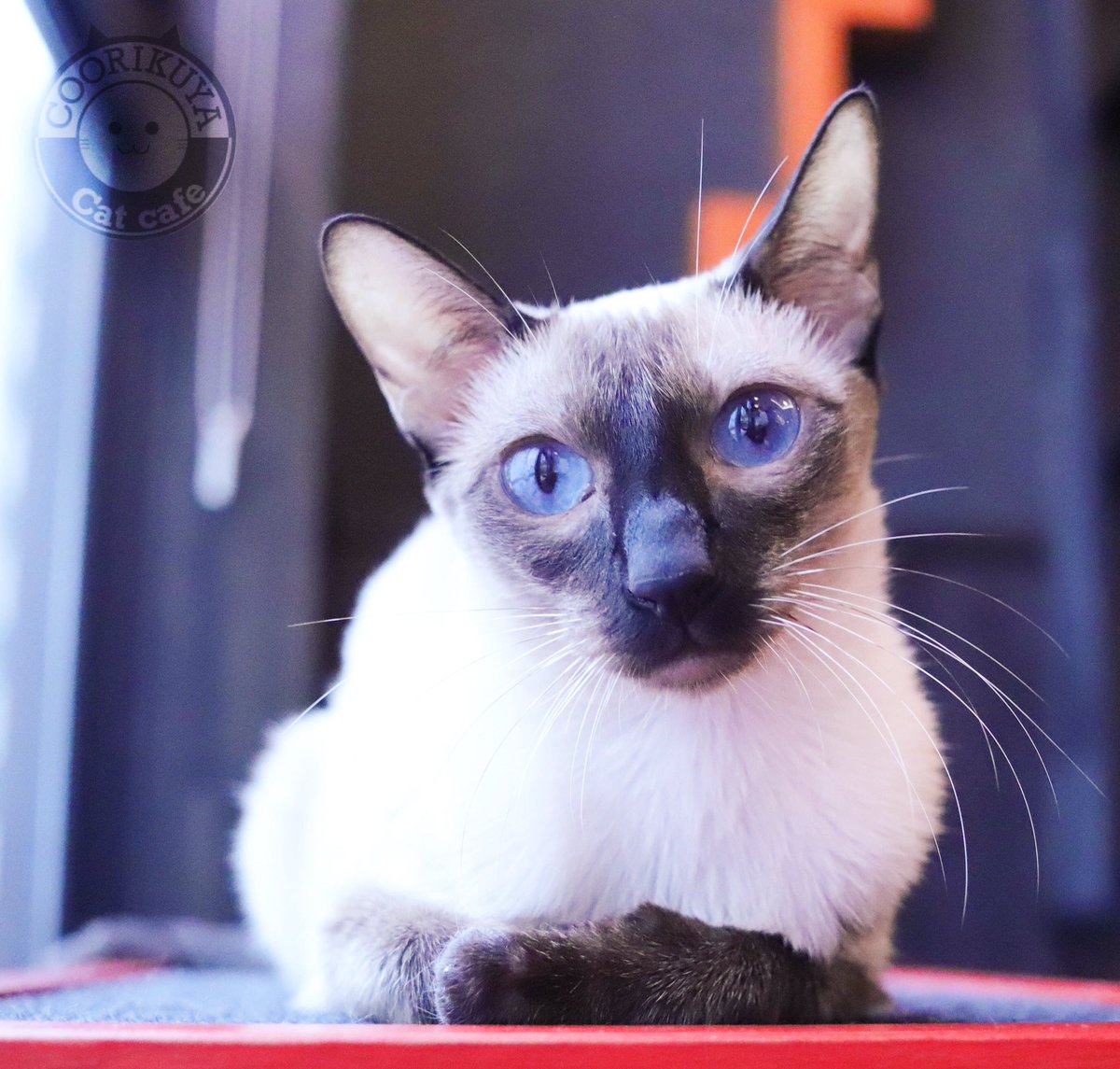Catcafe Coorikuya در توییتر 青く澄んだ目をした小雪ちゃん 美人なシャム猫の女の子 クーリク秋葉原店のアイドル猫ちゃんです 日曜日いかがおすごしにゃ Koyuki The Siamese Cat Is One Of The Idol Cats In Coorikuya Akihabara Hope You Are Having A