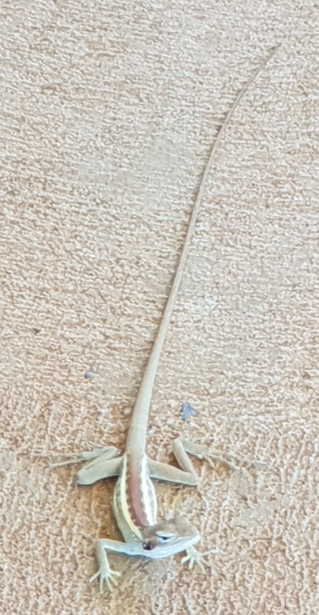 WendyBirdOZ's tweet photo. Someone was blocking my path to the clothes line. It had a look that meant business. 💀 
#NoneShallPass #TaTaLizard #pilbara #westernaustralia

https://t.co/1Ec3uQfnJF https://t.co/zxs2gQREhj