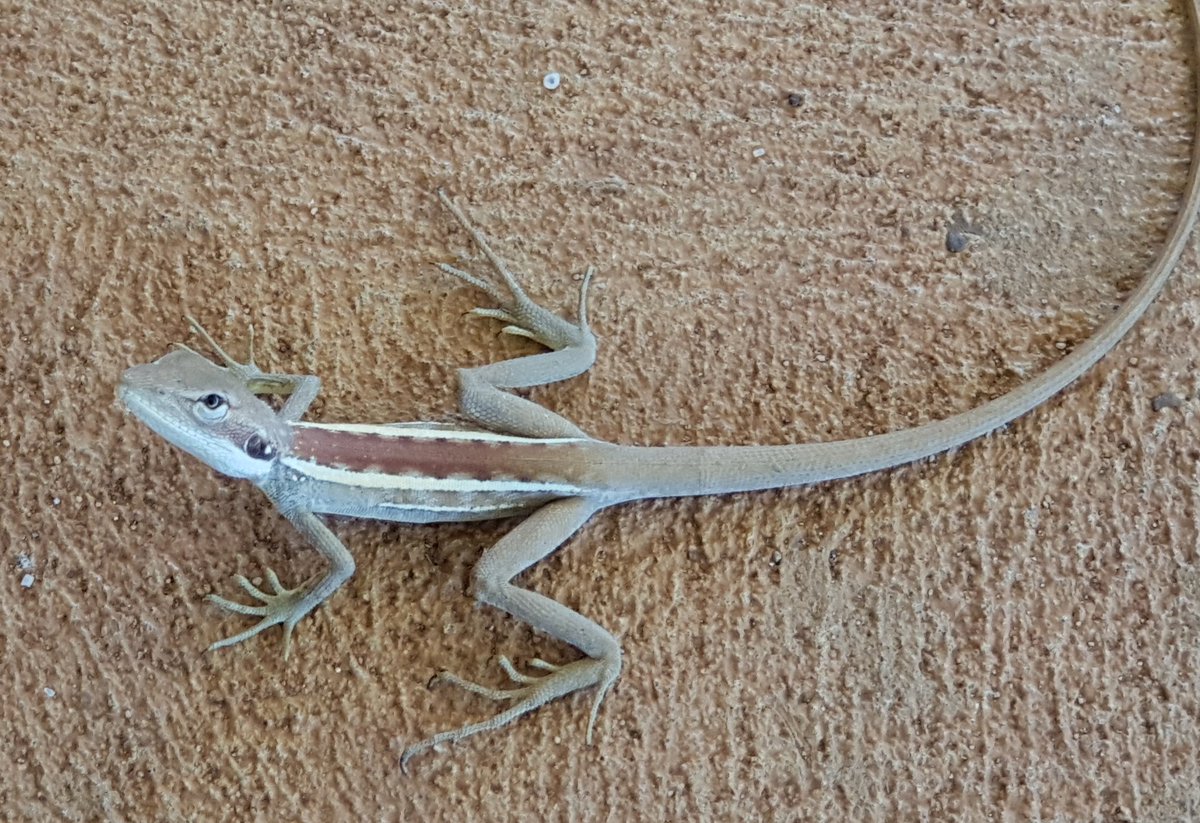 WendyBirdOZ's tweet photo. Someone was blocking my path to the clothes line. It had a look that meant business. 💀 
#NoneShallPass #TaTaLizard #pilbara #westernaustralia

https://t.co/1Ec3uQfnJF https://t.co/zxs2gQREhj