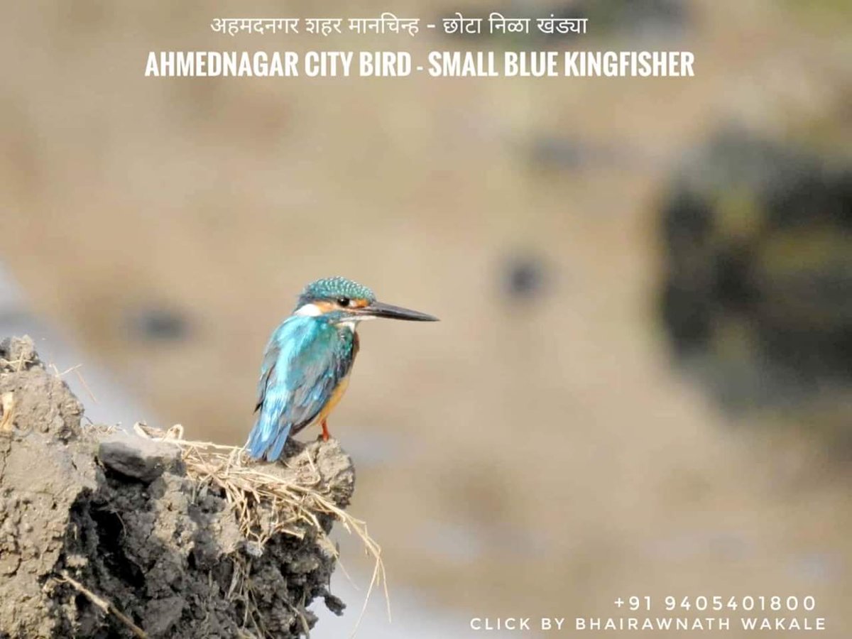 cpiahmednagar's tweet photo. अहमदनगर शहर मानचिन्ह - छोटा निळा खंड्या.

Ahmednagar City Bird - Small Blue kingfisher. https://t.co/V4RkvIiDxI