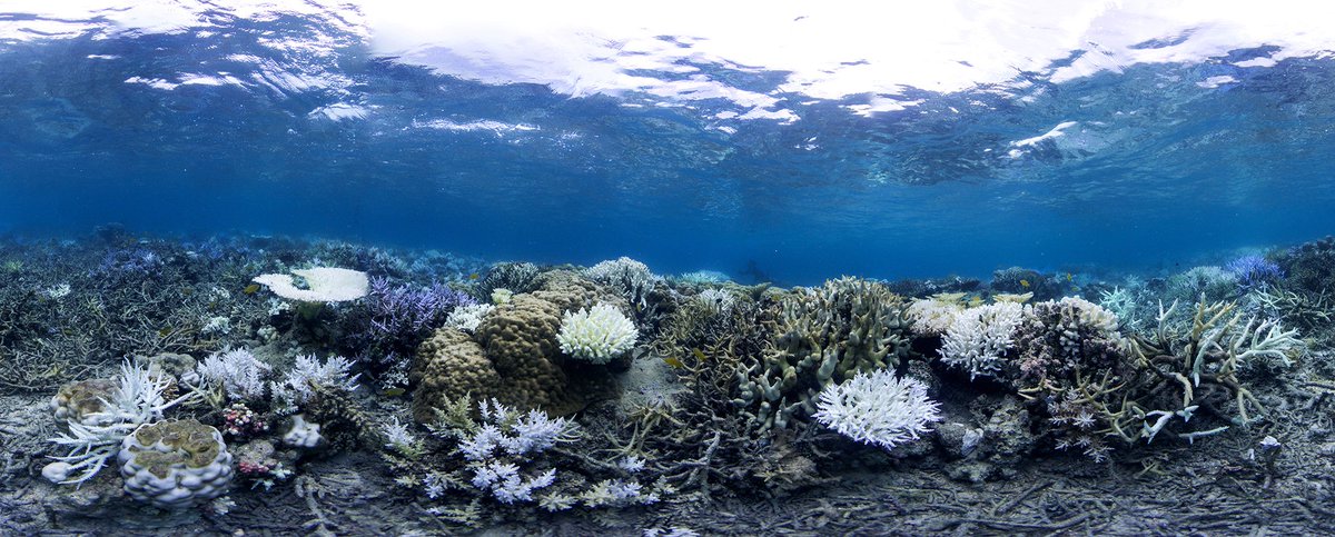 UNEP's tweet photo. Coral reefs provide protection from extreme weather, food, livelihoods &amp; economic opportunity to more than 1/2 a billion people. These crucial ecosystems are being destroyed at an alarming rate: https://t.co/jjZ51cctPa #climatechange 
📷The Ocean Agency/XL Catlin Seaview Survey https://t.co/jUyLg3KpJW