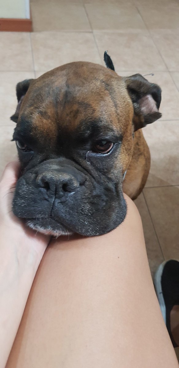 JuliBirra's tweet photo. Les quería compartir que una de mis cosas preferidas en ésta vida es llegar a casa y que venga Sakura a apoyarme la cara en las piernas https://t.co/6F9ANImlVB