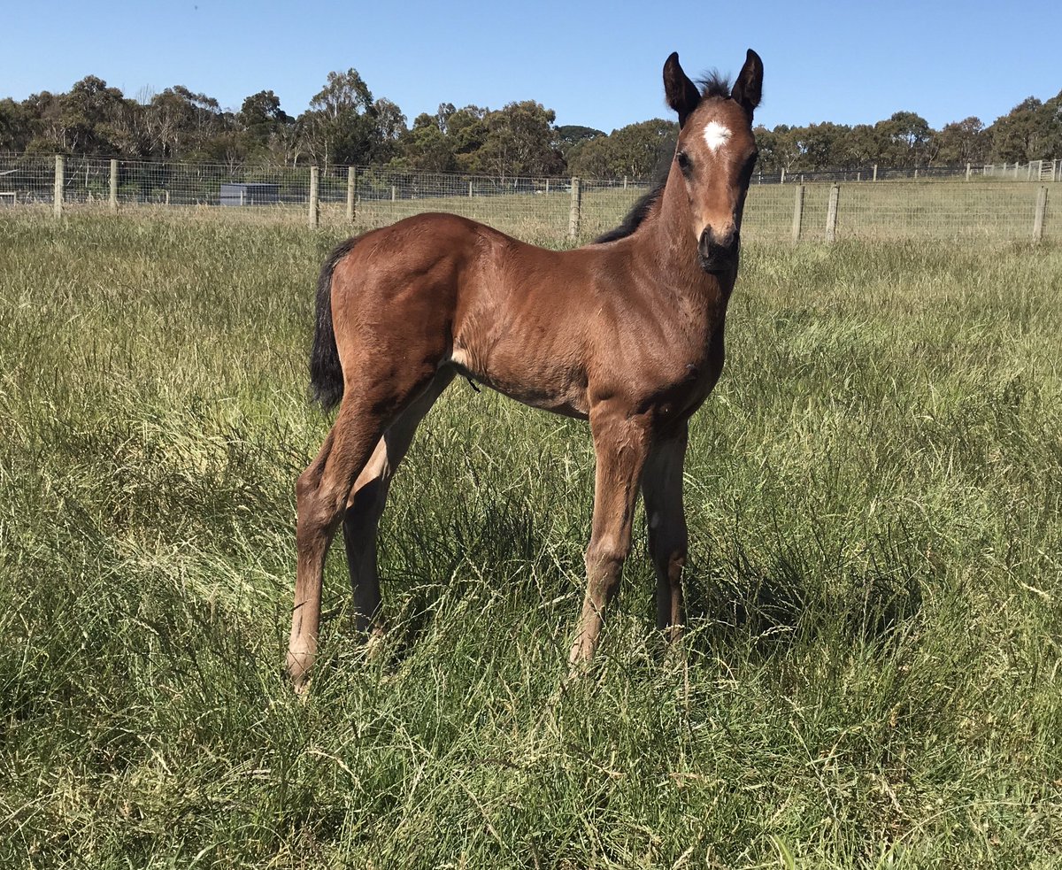 twobaysfarm's tweet photo. Our last foal for the yr! Born #melbcup eve he is by the sire of @godolphin cup winner Teofilo x Hot Augusta ( Zabeel ) #derbydreaming #oracup @vicbreeders @DarleyStallions https://t.co/Pdsb0930WD