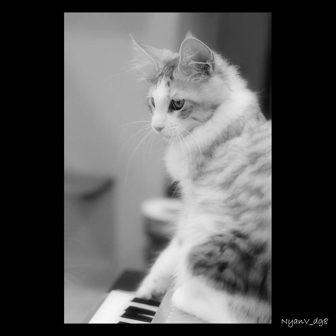 NyanV_dg8's tweet photo. インスタグラムに投稿しました。
https://t.co/ux8ZYlGNaD
#猫 #メインクーン #cat #MaineCoon #みんねこ #catPlus #picneko #ピクネコ #ペコ猫部 #ねこ部 #petbiyori #猫カフェ https://t.co/DCBFSqiS3b