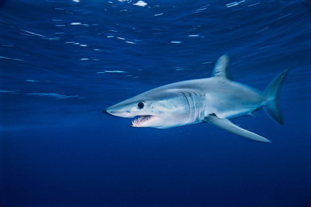 PescaWWF's tweet photo. Penúltimo día de #ICCAT. Todo abierto para la gestión y control de pesquerías de #atún, nada para los pobres #tiburones. Sería un escándalo que no se aprobase un buen plan para el patudo o no se reforzase el control del atún rojo. No tuna No fleet https://t.co/x6JjZxhWQD https://t.co/mZsPp0mXT9