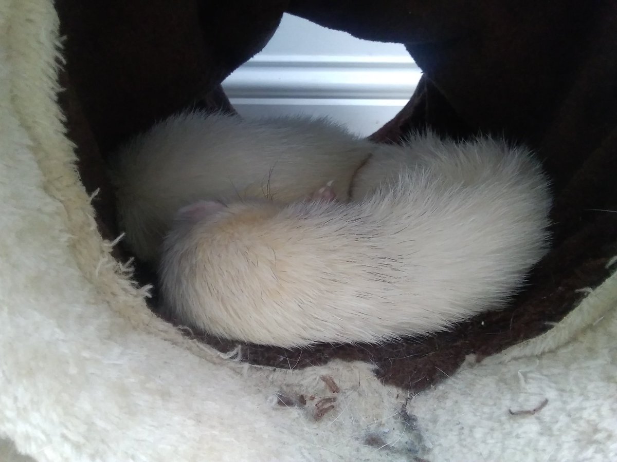 FURTS tweet! Get it? First? Furts? Furts means ferrets. Darwin and dave r in this one!