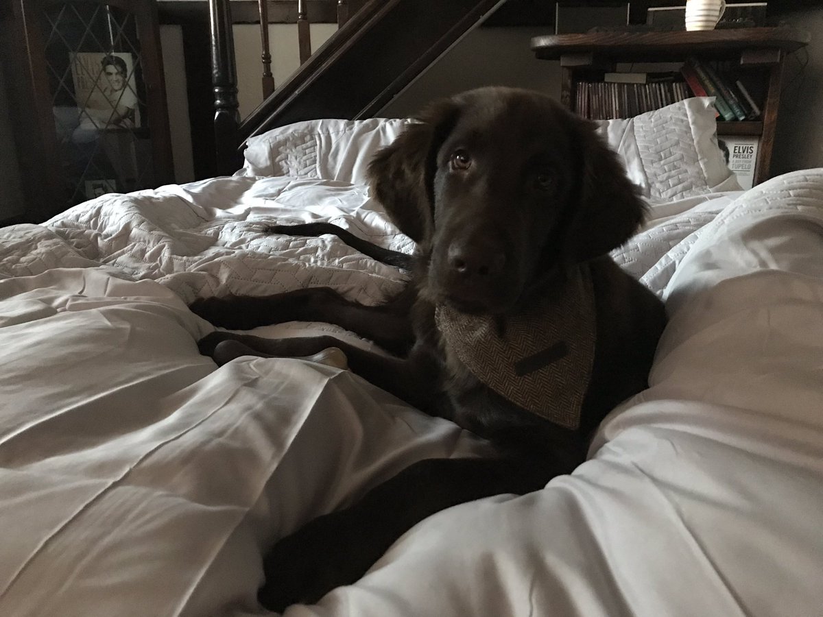 “This bed is now mine, sorry not sorry” #flatcoatedretriever #puppy