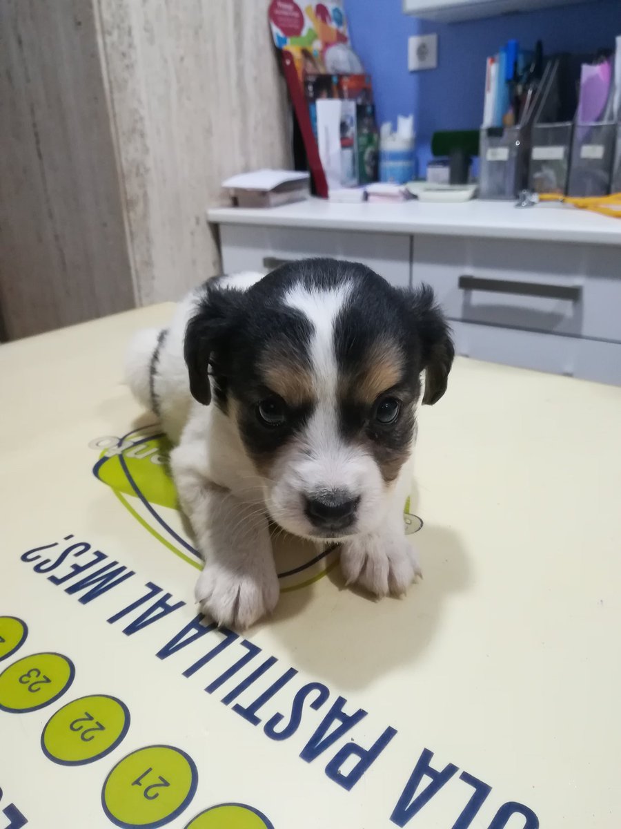 maculigarcia's tweet photo. Perrita abandonada en CÓRDOBA. Está sana, es muy linda. Interesados en acogerla de CORDOBA y SEVILLA contactad conmigo. GRACIAS https://t.co/6zrPcgbcfz