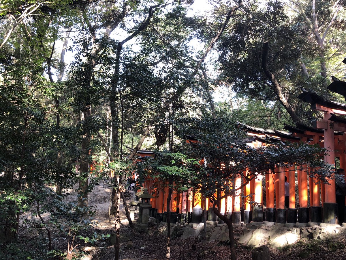 kohakoha5832's tweet photo. 京都の伏見稲荷行ってきた！！小狐丸のゆかりの地までは行かれへんかったけど千本鳥居通ればもう聖地巡礼やから(違う)
次こそは行く！🏃 https://t.co/6jKNe6olTT