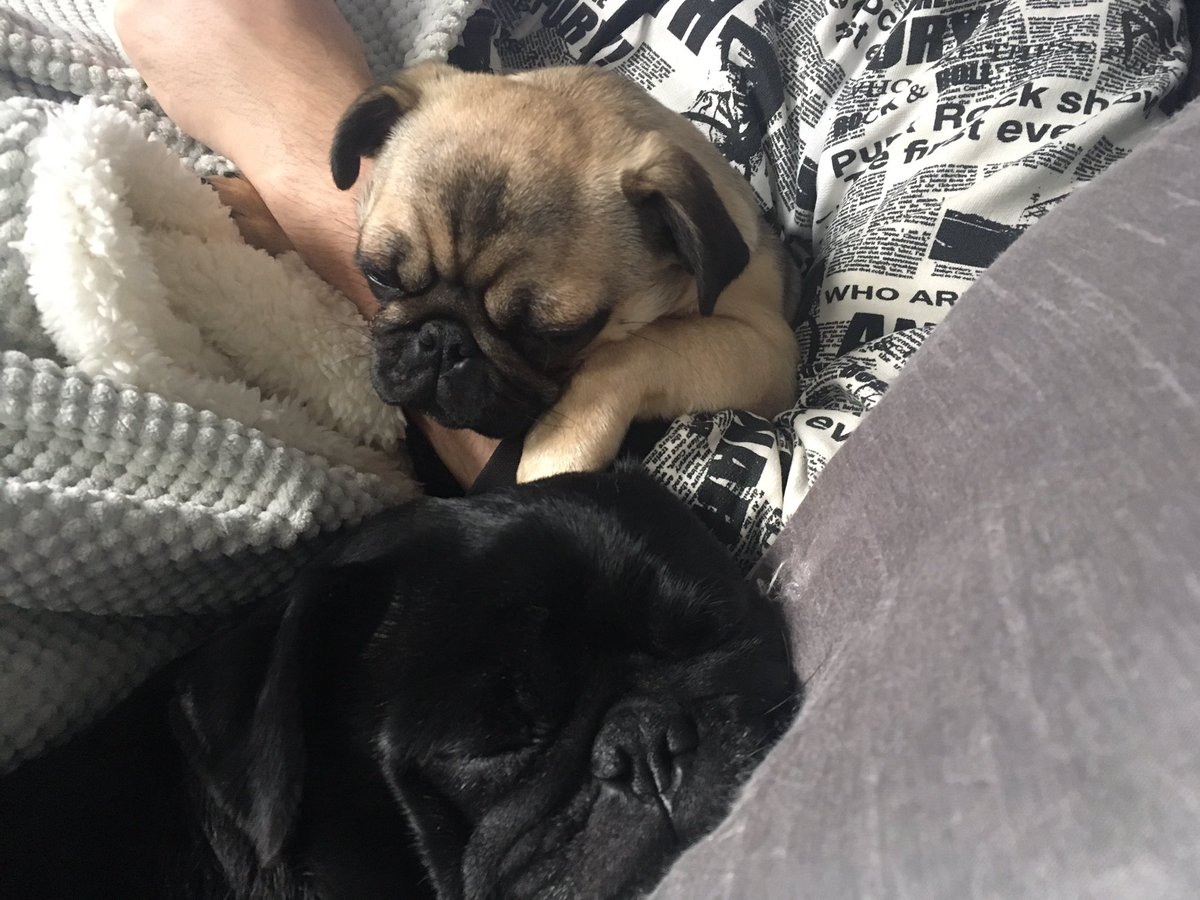 PugPugpolly's tweet photo. I got my momma up at 5am and then @pugpugnancy wouldn’t let her go back to sleep! Now we’re sleepy (and cute) hope she doesn’t wake us up #doubletrouble #pugteam https://t.co/8kyKxUDbex