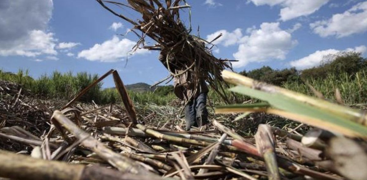 ntvkenya's tweet image. Days numbered for looters of sugar millers’ millions ow.ly/VvQd30mEUge