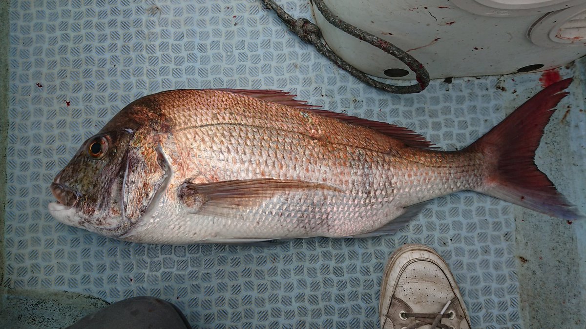 王徹 Nphg 最後に今日一番きた 今年１番かも はじめての神経絞めも たぶんできてる と思う シーモンキー ジギング 敦賀