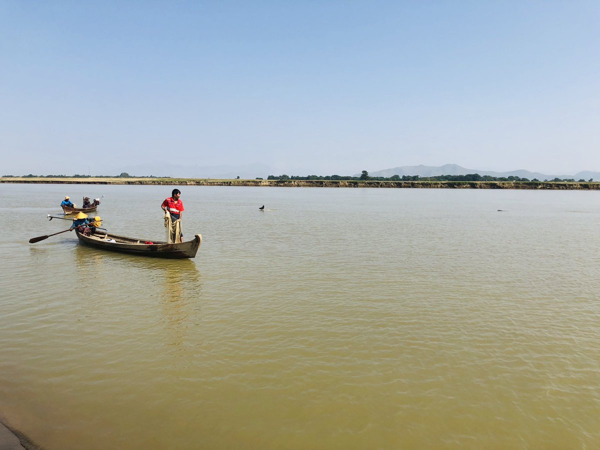 Burmese fishermen and dolphin today on the Irrawaddy (fin barely visible). The dolphins work with the fisherman, driving fish toward the nets, in return for a share of the catch - it’s a unique example of inter-species cooperation that’s existed north of Mandalay for generations