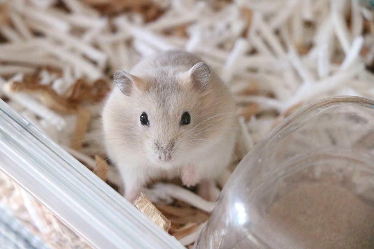 ぼんぼり じゃんがりハム日和 ブログ更新 すっかり美味しいショコラ色 T Co Qytmxh0idc 是非ご覧ください ハムスター ぼんぼり じゃんがりハム日和 ブログ更新 すっかり美味しいショコラ色 T Co Qytmxh0idc 是非ご覧ください ハムスター