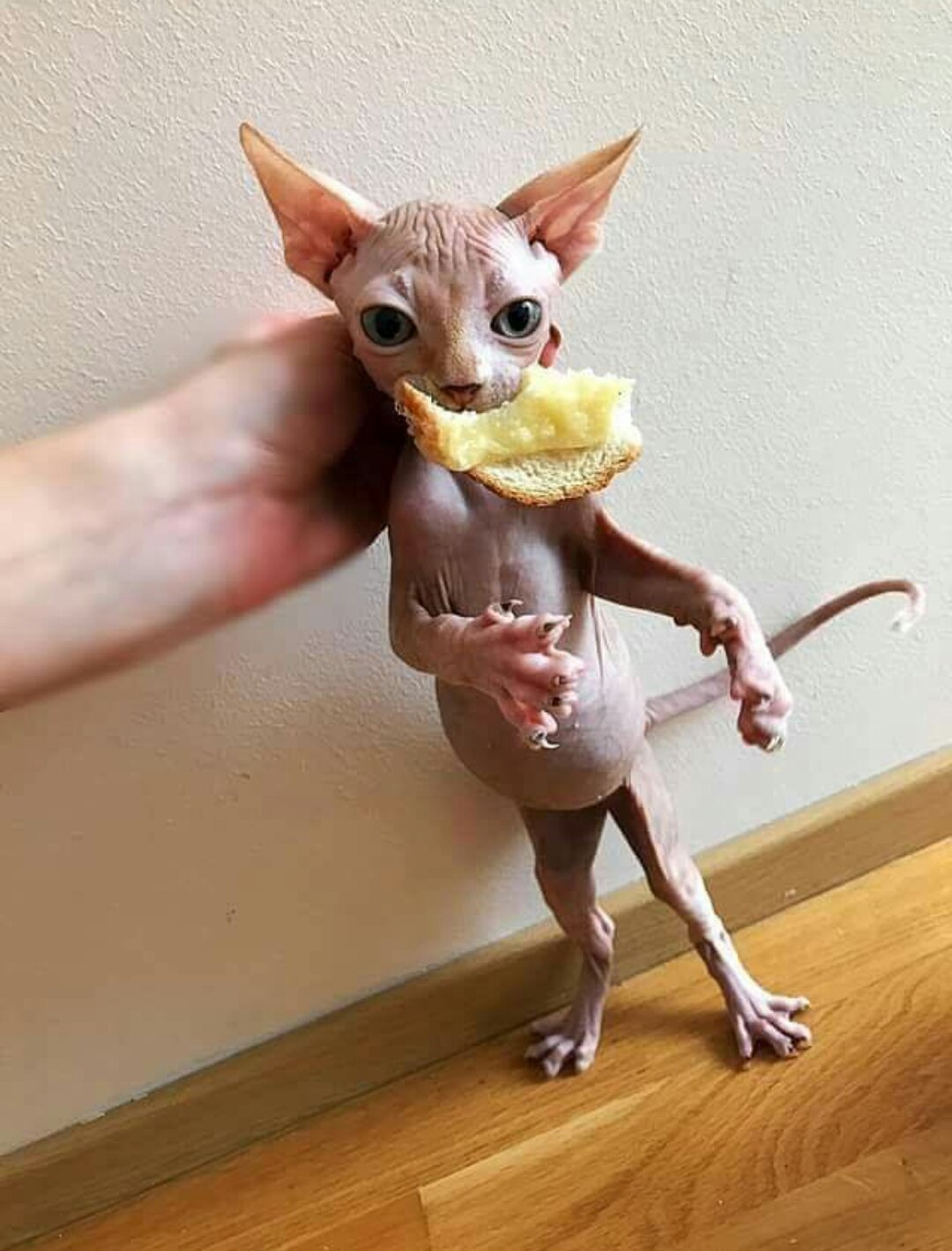 Худой лысый кот