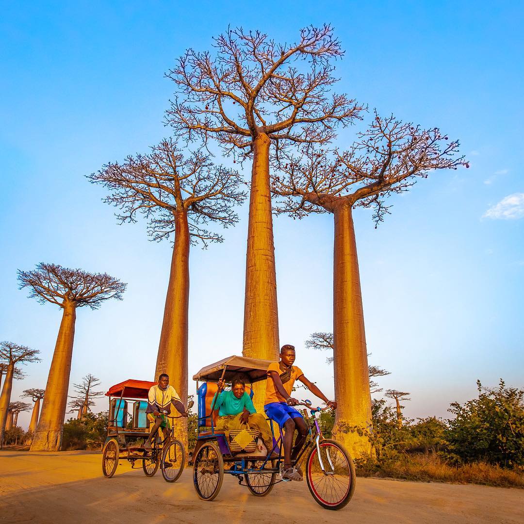 seeafricatv's tweet photo. Life is a journey. Enjoy the ride.
Morondava, Madagascar 🇲🇬 #TravelAfrica #Madagascar #SeeAfrica https://t.co/9speuGmw4Y