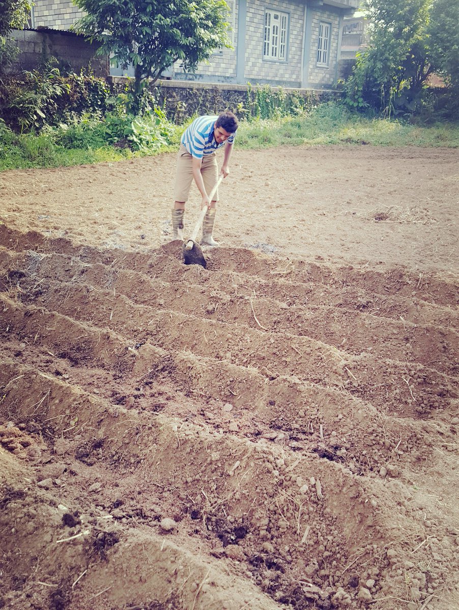 कसैले सोधे बारिमा  आलुको ड्याङ बनाउन गाछ भन्दिनु