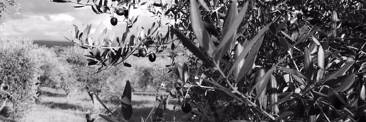FRYHWERK's tweet photo. The harvest of the olives is finished. Our first time making oil led to a wonderful greenish coldpressed oil. https://t.co/4vMNueq6T4