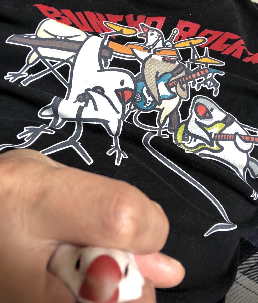 KkaneiSuper's tweet photo. #bunchoRock と 文鳥Lock https://t.co/jGXSrsiFZ2