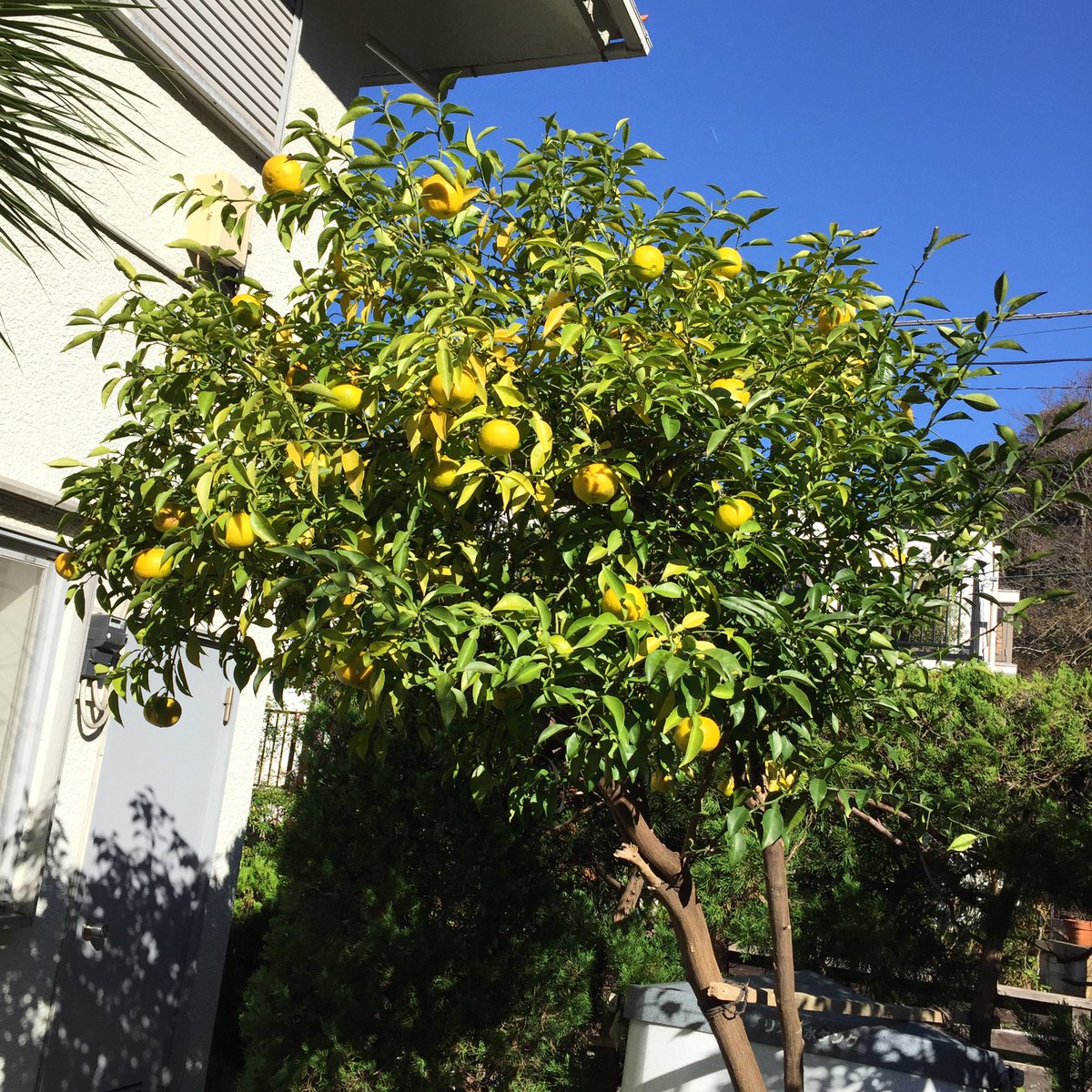 Masashi على تويتر 柚子の木とその実 A Citrus Junos Tree And Its Fruit 柚子 柚 柚子の 木 柚子の実 柚子の香り 果実 黄色い果実 収穫 秋 晴れ 日差し Citrusjunos Citrus Fruit Fruits Yellowfruit Fall Autumn Frucht Fruchte Gelbefrucht Masashi على تويتر 柚子の木とその実 A Citrus Junos Tree And Its Fruit 柚子 柚 柚子の 木 柚子の実 柚子の香り 果実 黄色い果実 収穫 秋 晴れ 日差し Citrusjunos Citrus Fruit Fruits Yellowfruit Fall Autumn Frucht Fruchte Gelbefrucht