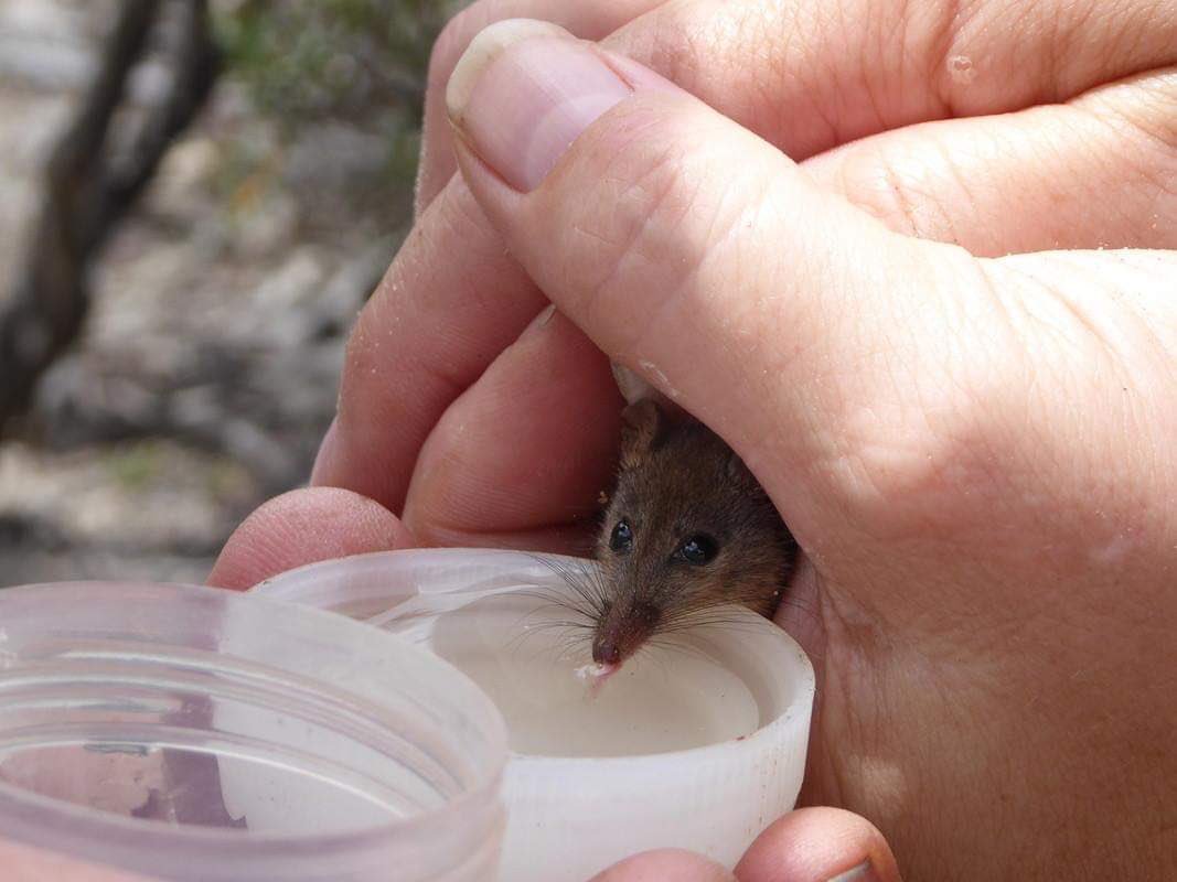 BushHeritageAus's tweet photo. In celebration of Australian Pollinators Week, we’re chipping-in with what just might be the world’s cutest pollinator - the Honey Possum. It plays a critical role in its ecosystems: https://t.co/s9Wfjdnty4
#OzPollinators https://t.co/4qCFmqXjWX