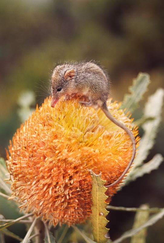 BushHeritageAus's tweet photo. In celebration of Australian Pollinators Week, we’re chipping-in with what just might be the world’s cutest pollinator - the Honey Possum. It plays a critical role in its ecosystems: https://t.co/s9Wfjdnty4
#OzPollinators https://t.co/4qCFmqXjWX