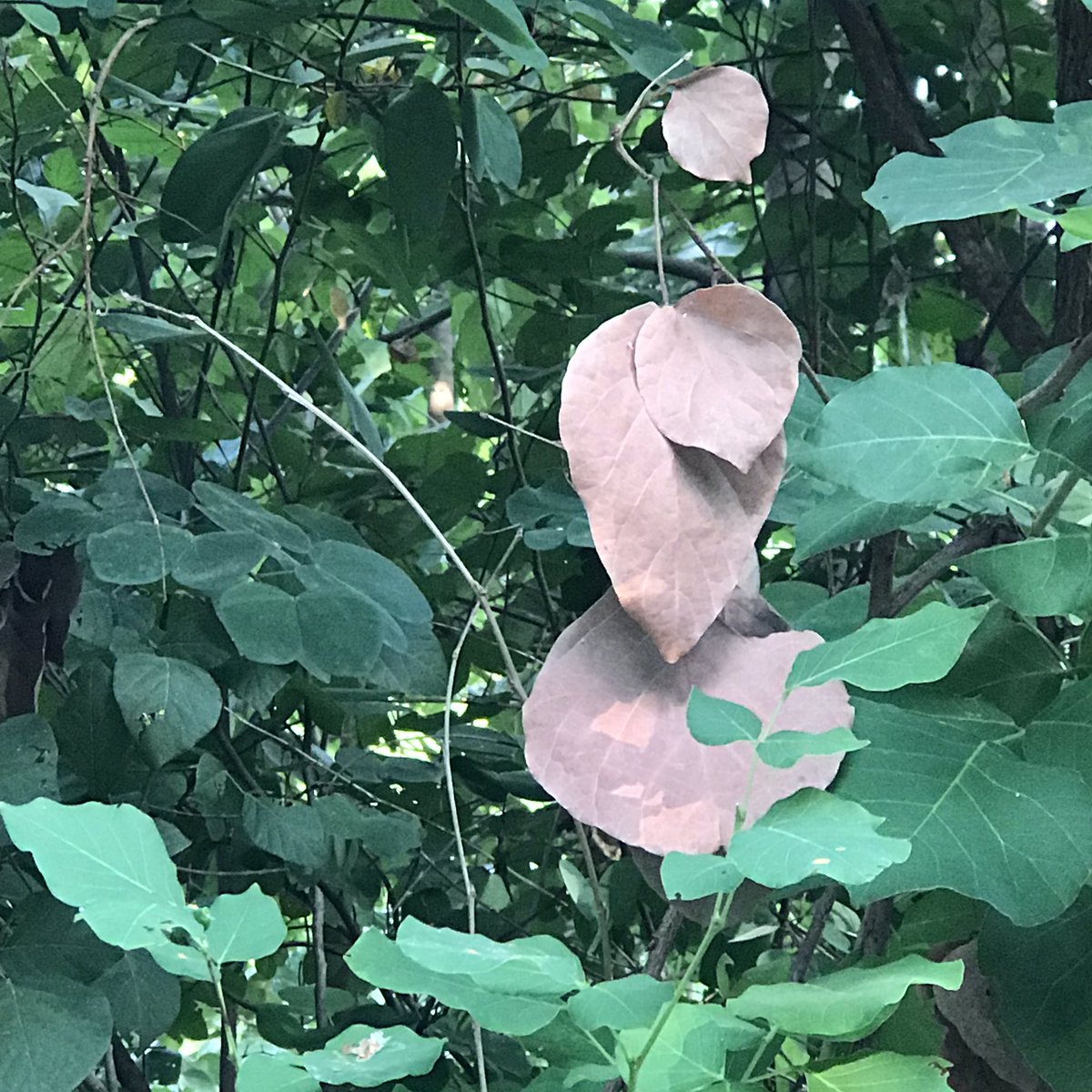 An exclusive club of dry leaves amongst the greens all around From the wilderness of  #JimCorbett