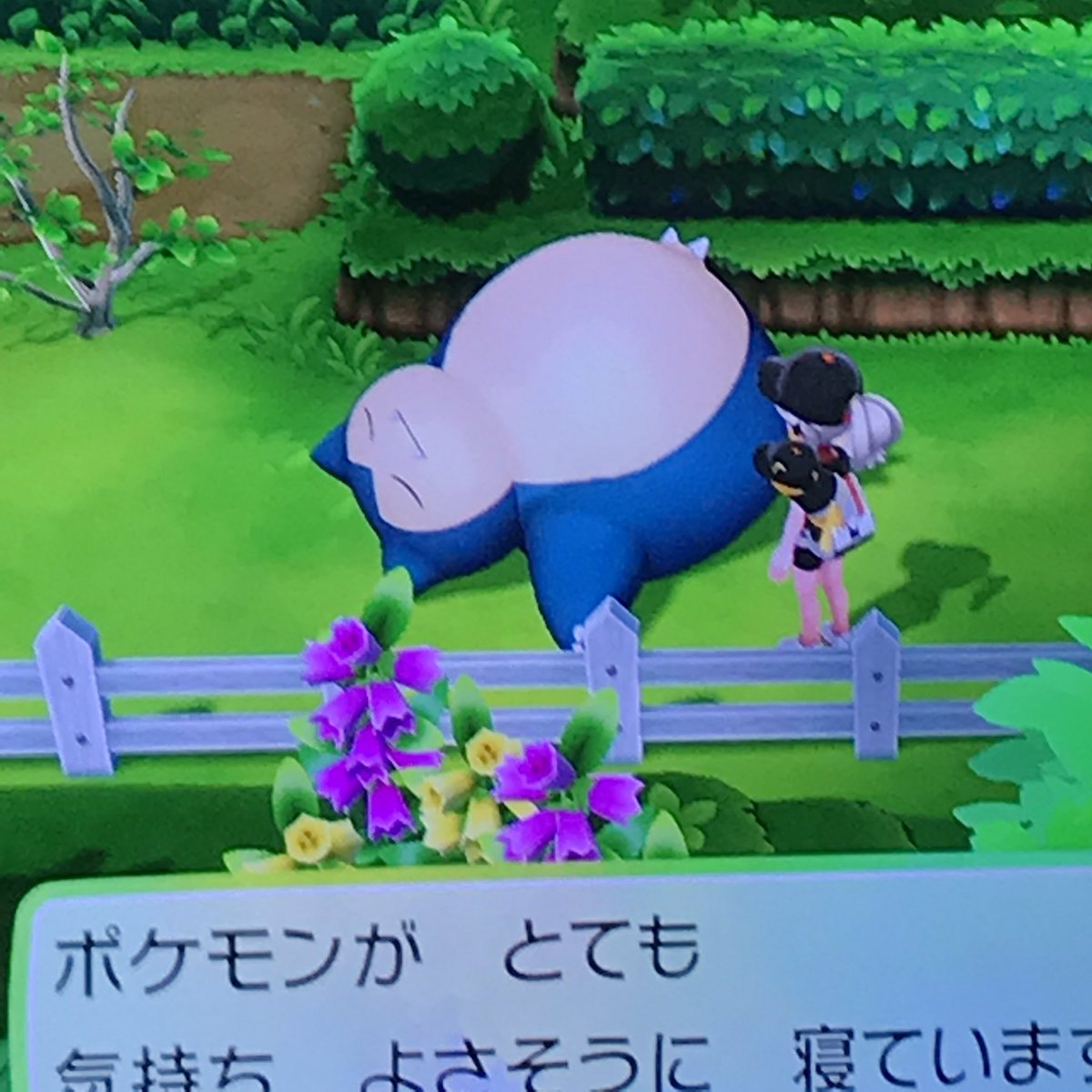 O Xrhsths ゆーぽん 10 16 Zuumオフラインイベント開催 Sto Twitter カビゴン発見 だけど 逃げられたー W