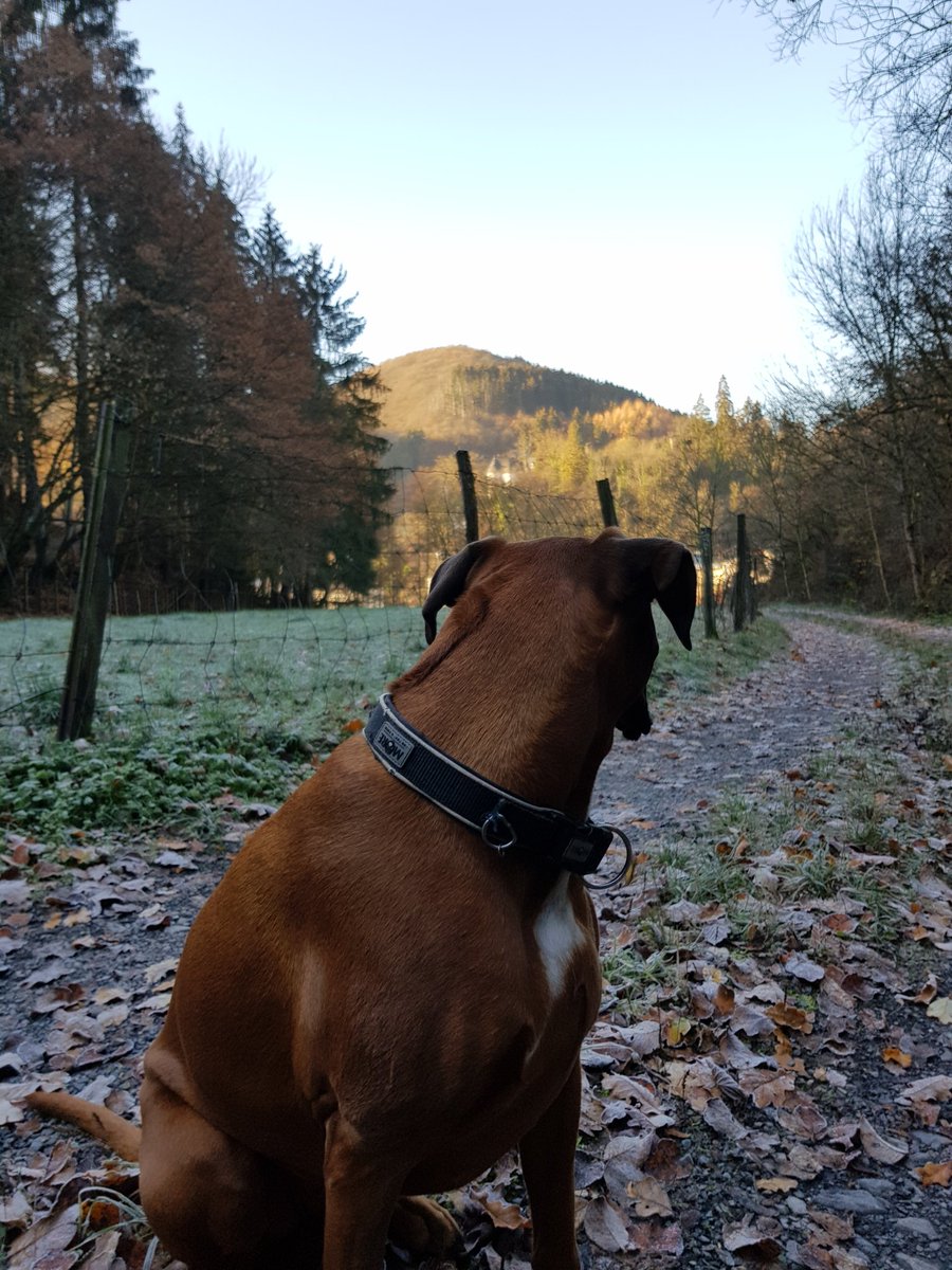 BehmNicolas's tweet photo. #what is over there? #curious #Dog #walk #nature #boxer https://t.co/cMrE7qwO1P