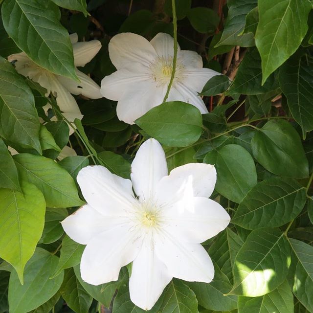 ddknightmare's tweet image. Clematis ‘Madam Le Coultre’ in the White Garden at #stonefields with @andrea_grant
 #takenbydeirdre #paulbangay #stonefieldsopenday #gardendesign #gardendecor #clematis #madamlecoultre #perfectday #knightdesigns #designer #projectmanagement #springgrowth… ift.tt/2DtZINl