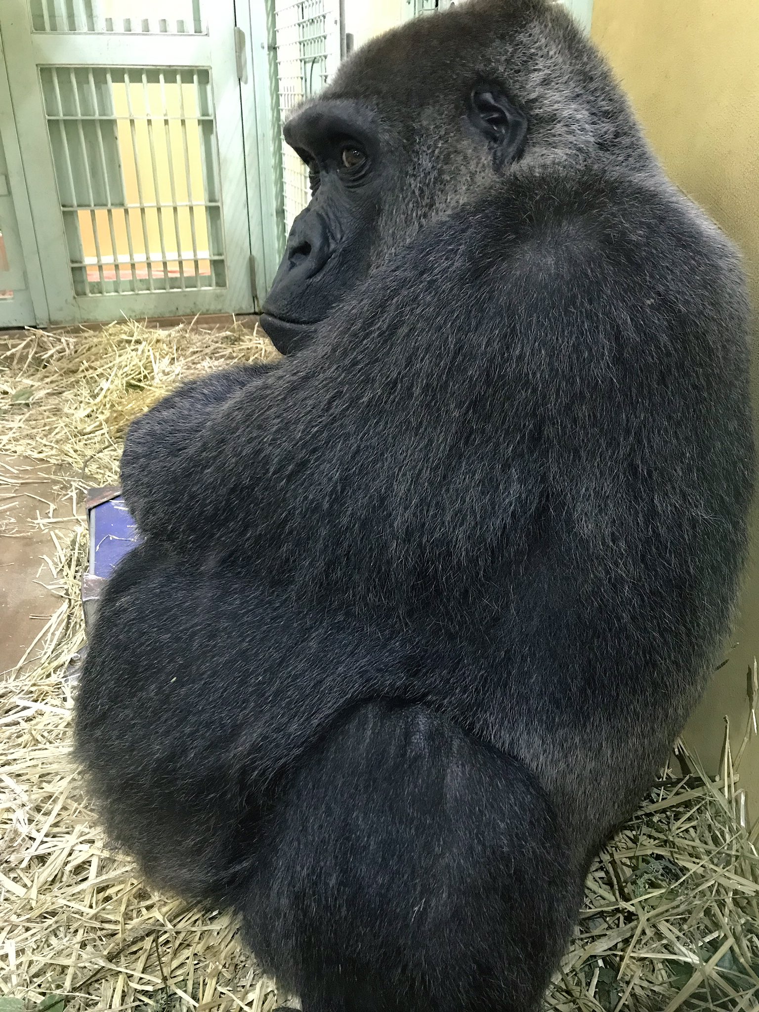 待望の再販 ゴリラさん専用 驚きの安さ