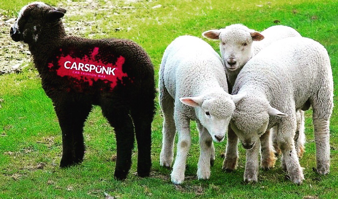 Carspunk's tweet photo. “O look over there, fresh grass! See ya guys”
Carspünk.... the black sheep of the detailing community, and we love it!
Share if your the black sheep 🙌🏻
Please don’t lose the fun from the wonderful trade
https://t.co/JCXHJfS4yh
#carspünk #blacksheep
#cupidstunt
#findmuck https://t.co/bVDrWhD0e1