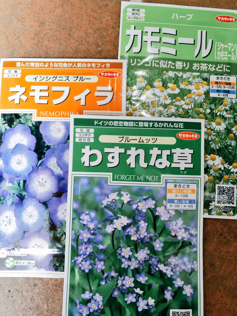 さがのひを 忘れな草 種から しかも直播きで 育てたことないので大丈夫かな と思いつつ 芽が出たらまた成長日記 やりますね 笑