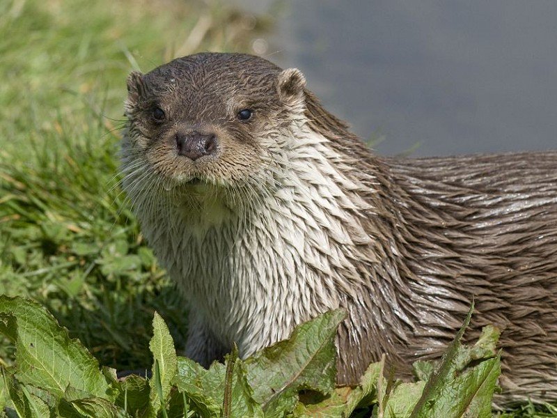 SussexWildlife's tweet image. Otter spotted in Sussex. See video here &amp;gt;&amp;gt; sussexwildlifetrust.org.uk/news/otter-spo…