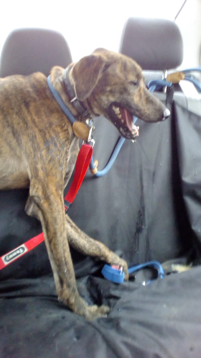 eugenia2068's tweet photo. Urgente Noel necesita casa de acogida..se ha fracturado la patita..necesita un hogar...@LASAnimal ...Animaros es un angel de bueno... https://t.co/Pb4DqOocvG