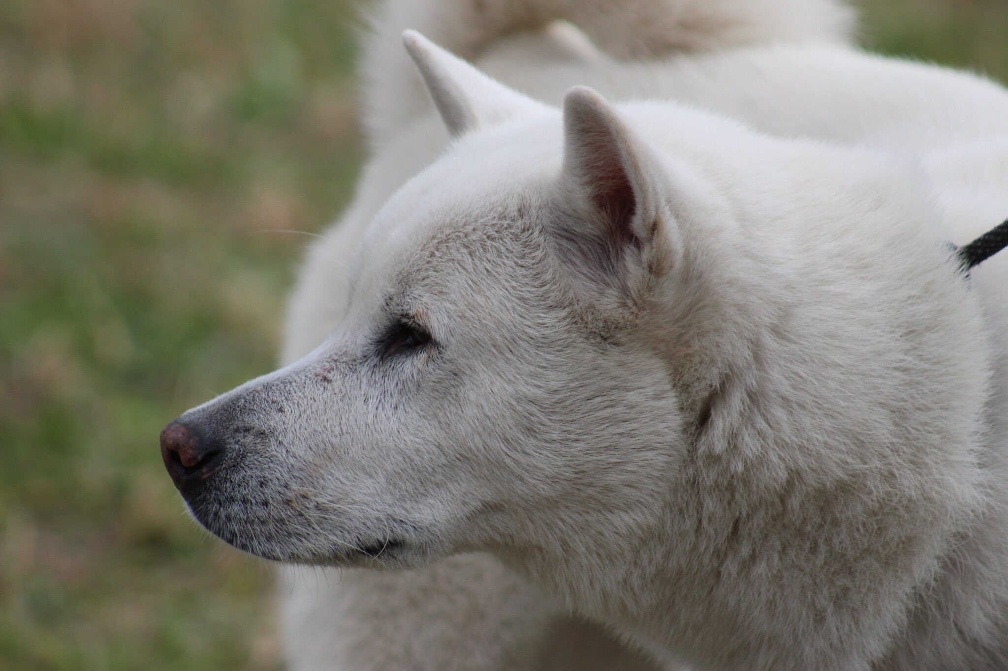 日本犬保存会展覧会 Recherche Sur Twitter Twitter