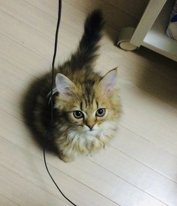 #これ見た人は子猫が成長した画像貼れ 