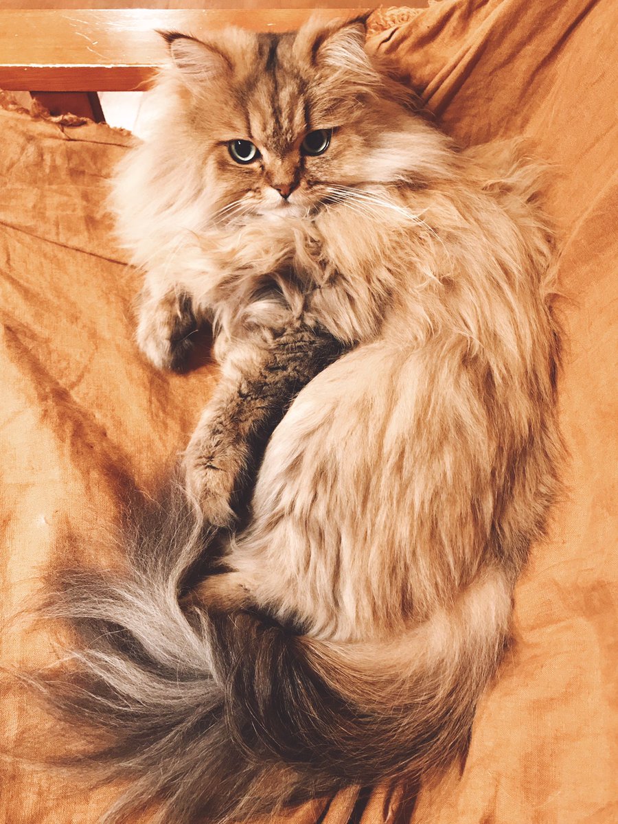 #これ見た人は子猫が成長した画像貼れ 