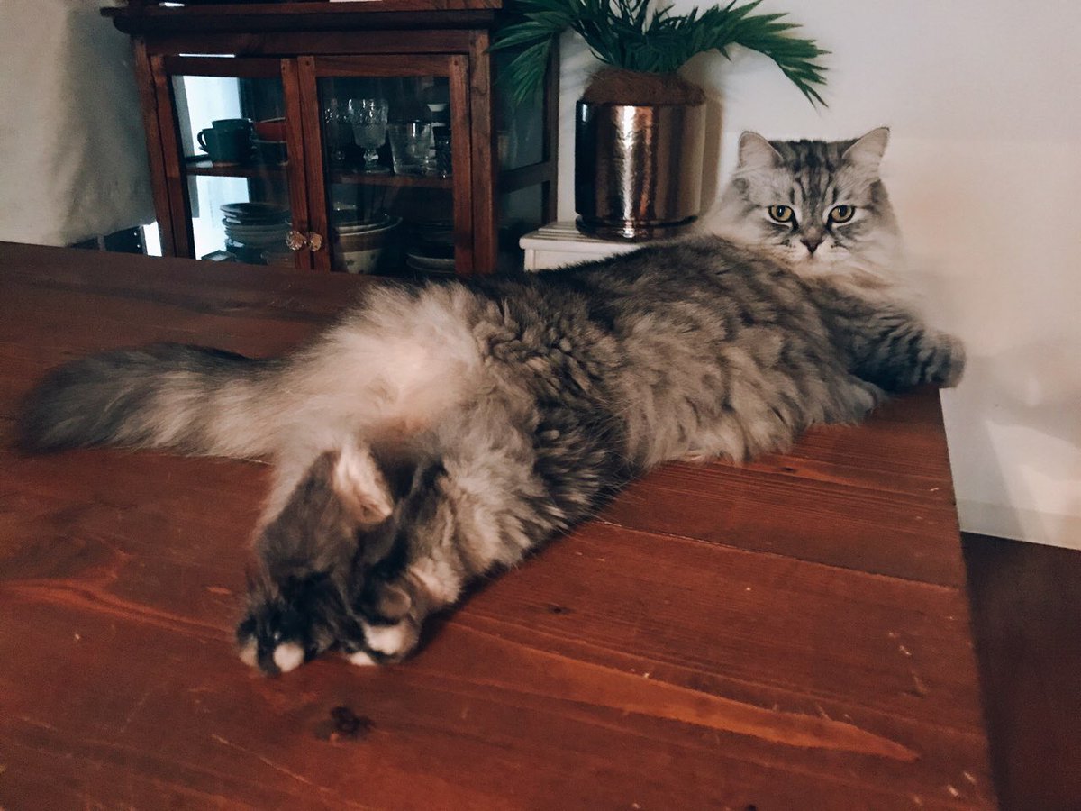 #これ見た人は子猫が成長した画像貼れ 