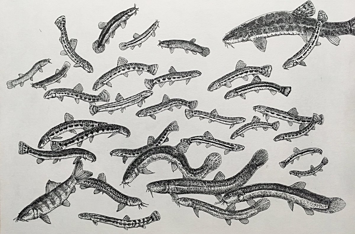 Twoucan みんなでにょろにょろな魚を描こうの会 の注目ツイート イラスト マンガ コスプレ モデル Twoucan みんなでにょろにょろな魚を描こうの会 の注目ツイート イラスト マンガ コスプレ モデル