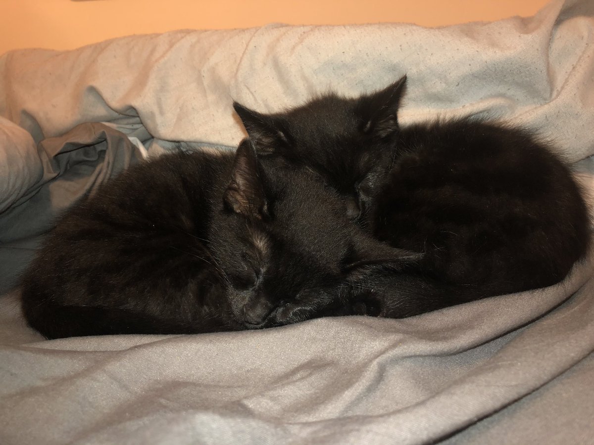 skrozza's tweet photo. Two new furry friends to the family ❤️ @rachel_grisenti https://t.co/z8dHUCSltP
