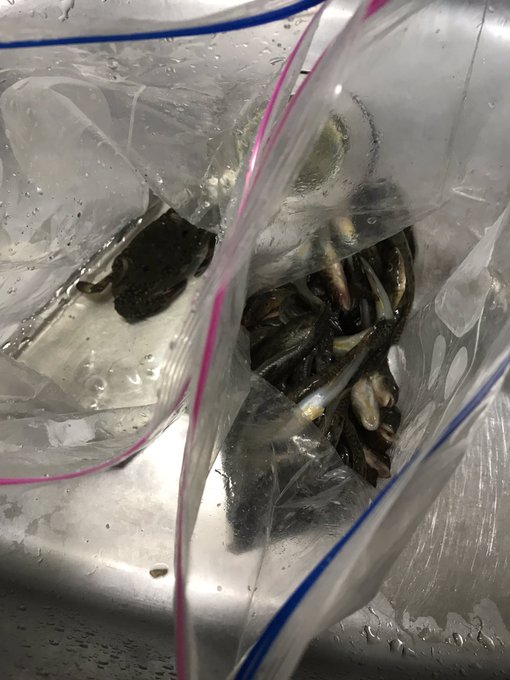 チェスト江戸川!
ハゼドン×50!
ワタリガニ(貰い物)×1 