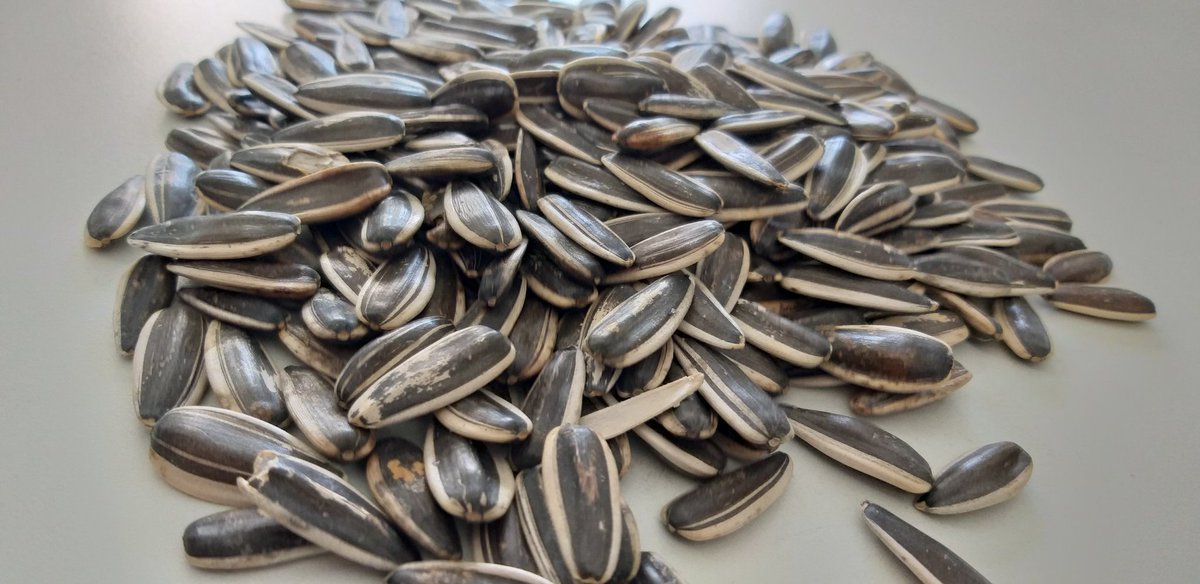 Dakota çekirdek; 
Son günlerde her yerde karşımıza çıkan bu çekirdekler çeşit olarak Amerikan geldigi yer olarak ise Çin'e ait ithal bir çekirdektir.