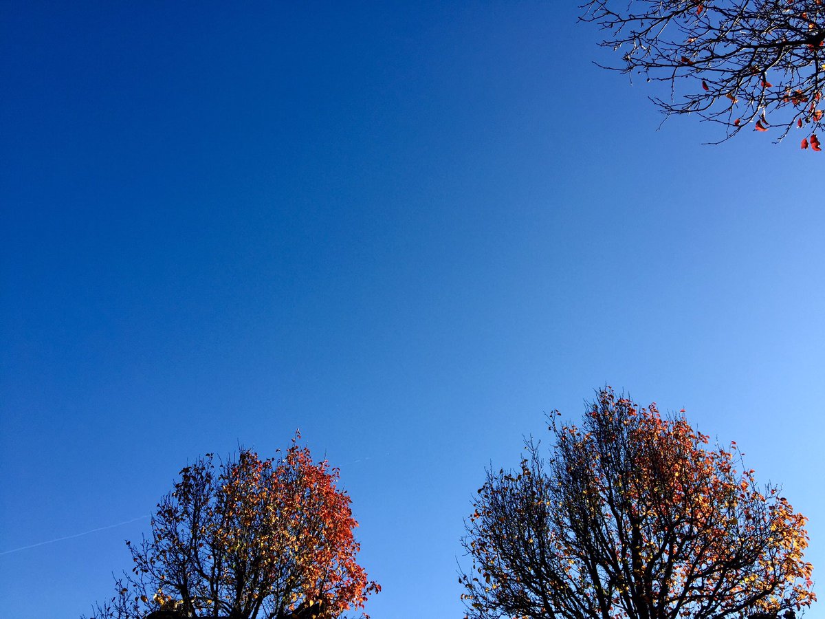 The flaming trees of #shebu