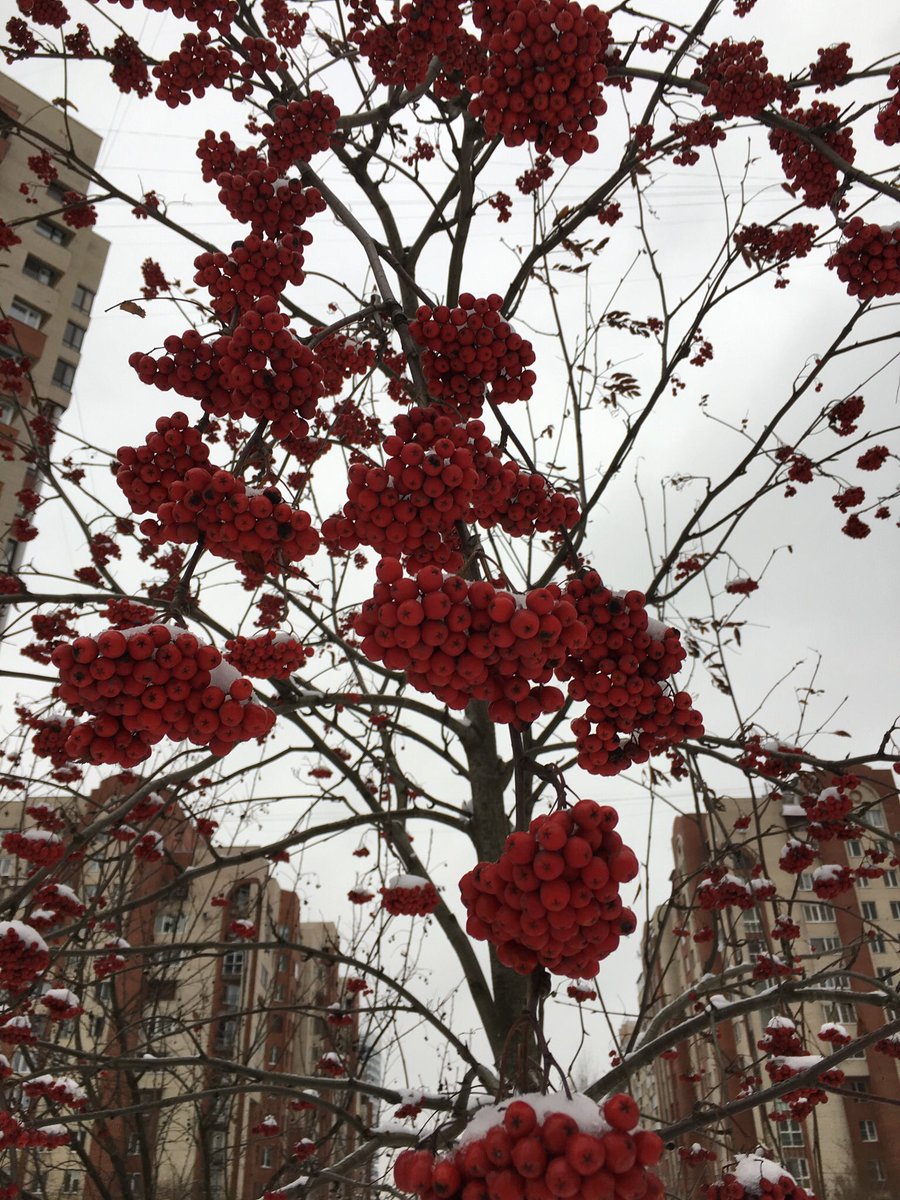 EsKoltsova's tweet photo. In St. Petersburg was a very busy life. So, many photos are not posted.
_______________________________________
В Питере была такая насыщенная жизнь, что далеко не все фото я успела запостить 🤷🏽‍♀️🏙
#SaintPetersburg #Autumn https://t.co/cOuufsGEa4