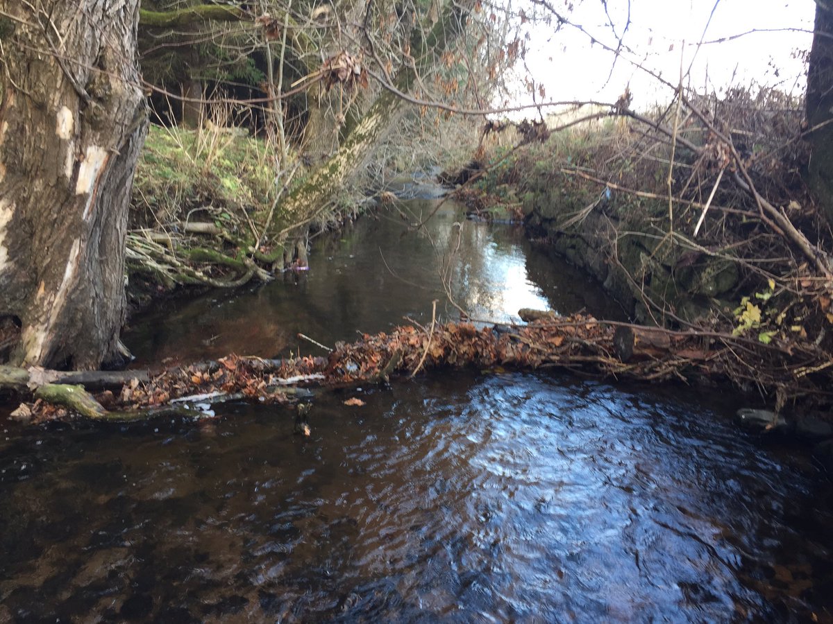 DeeDonSalmon's tweet photo. Spent a few hours out on a tributary of the #RiverDon with @Alan22Fleming this afternoon clearing several blockages impeading fish migration. Here are a few before and after photos. #EveryLittleHelps #Rewarding #SpawningTime https://t.co/0uRw7fQJqR