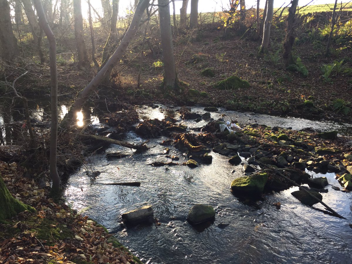 DeeDonSalmon's tweet photo. Spent a few hours out on a tributary of the #RiverDon with @Alan22Fleming this afternoon clearing several blockages impeading fish migration. Here are a few before and after photos. #EveryLittleHelps #Rewarding #SpawningTime https://t.co/0uRw7fQJqR