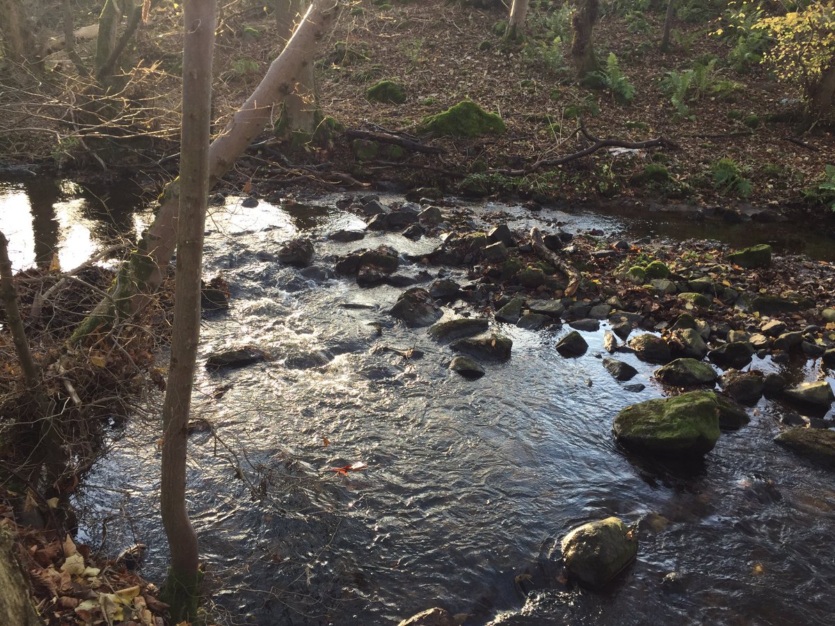 DeeDonSalmon's tweet photo. Spent a few hours out on a tributary of the #RiverDon with @Alan22Fleming this afternoon clearing several blockages impeading fish migration. Here are a few before and after photos. #EveryLittleHelps #Rewarding #SpawningTime https://t.co/0uRw7fQJqR