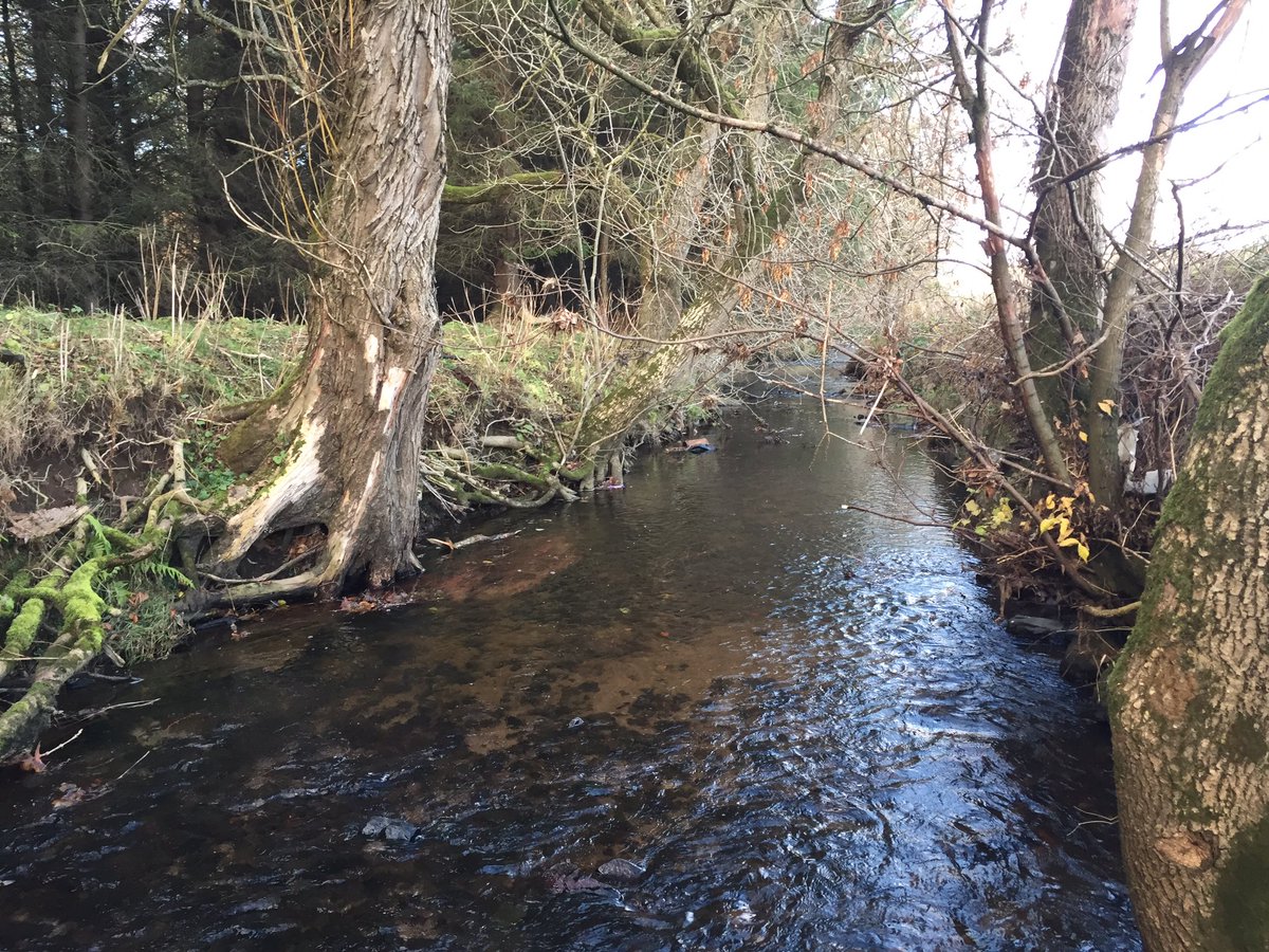 DeeDonSalmon's tweet photo. Spent a few hours out on a tributary of the #RiverDon with @Alan22Fleming this afternoon clearing several blockages impeading fish migration. Here are a few before and after photos. #EveryLittleHelps #Rewarding #SpawningTime https://t.co/0uRw7fQJqR